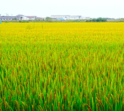 农村成熟农业水稻田