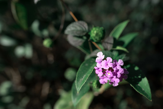 马缨花