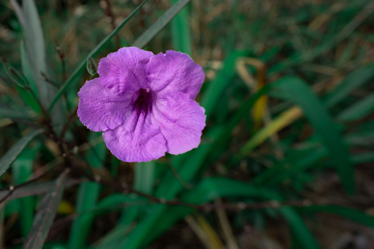 蓝花草