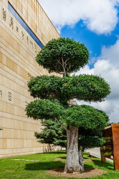 对节白蜡