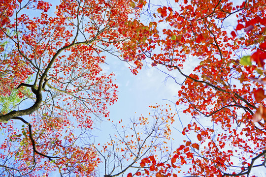 树叶与天空
