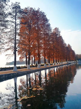 东湖绿道秋景