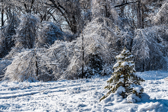 长春净月潭国家森林公园冬季雪景