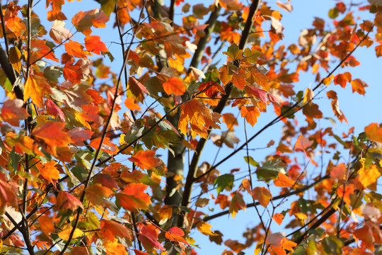 紅葉背景