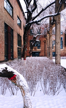 建馆树挂雪景