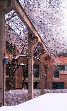 建馆树挂雪景