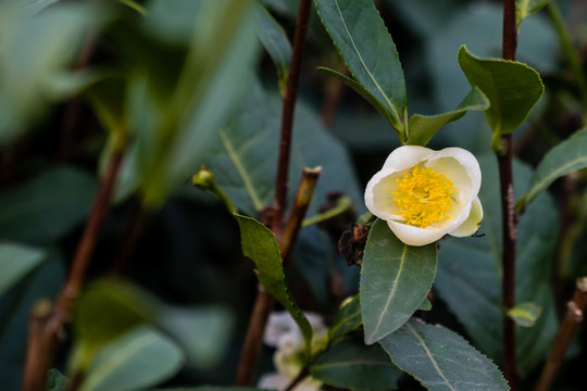 茶花