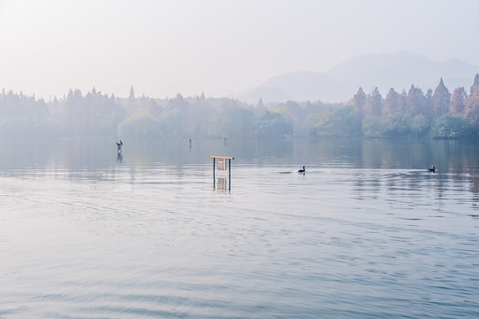 西湖群鸟