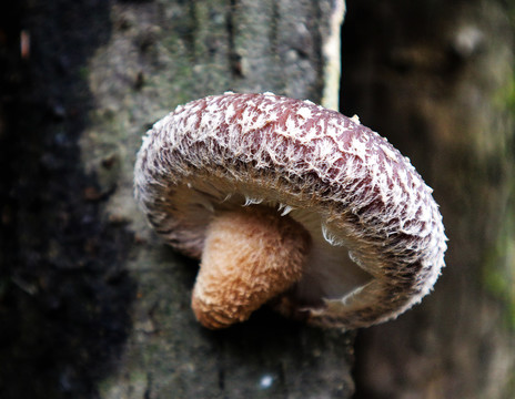 栗树生长的香菇