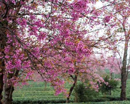 南涧樱花谷