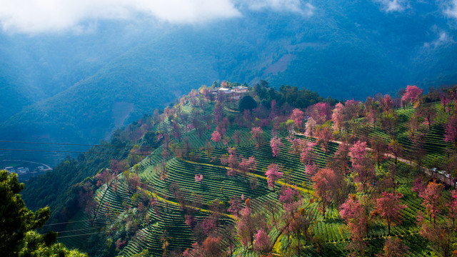 无量山樱花谷