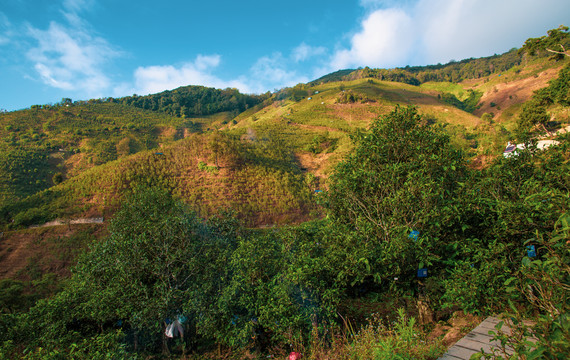 茶山