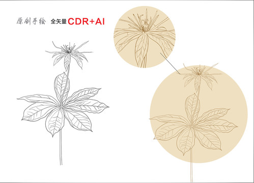 七葉一枝花