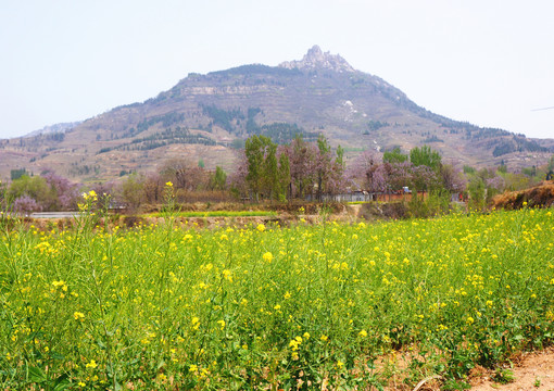 高山油菜花