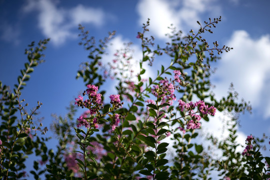 紫薇花