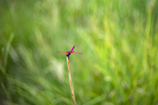 红蜻蜓