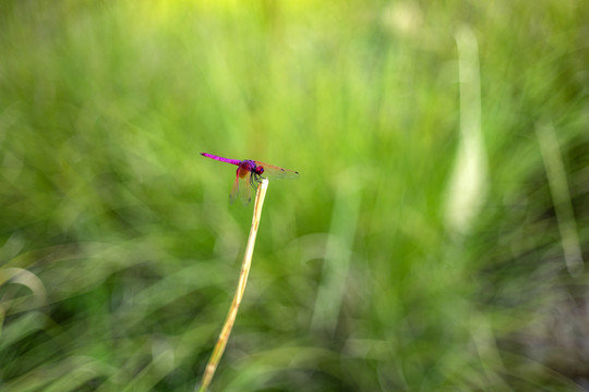 红蜻蜓