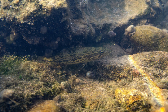 鱖魚(yú)