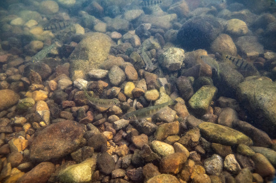 小溪魚(yú)
