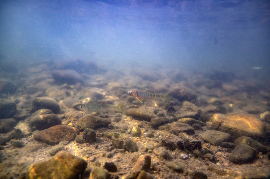 浙江馬口鱲