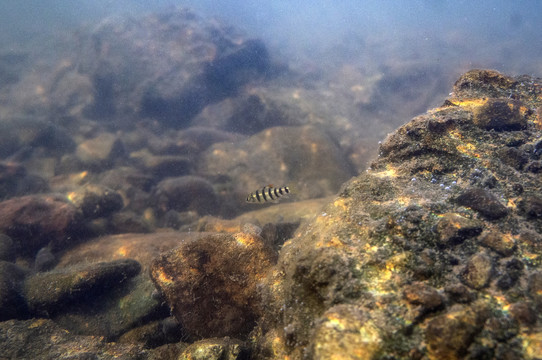 溫州光唇魚(yú)