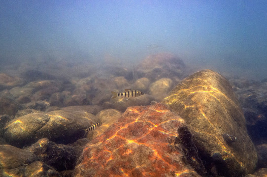 溫州光唇魚(yú)