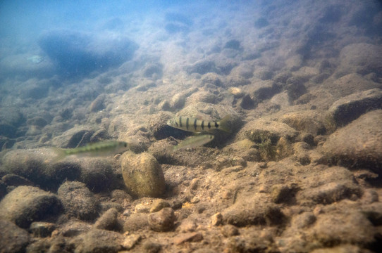 溪石斑魚(yú)