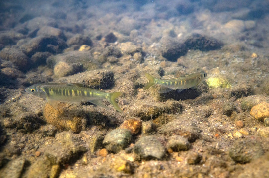 浙江马口鱲雌鱼