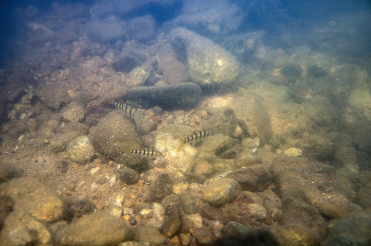溫州光唇魚(yú)