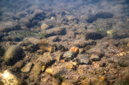 浙江馬口鱲雌魚(yú)