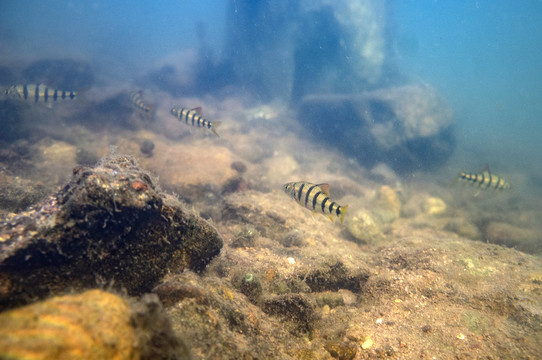 溫州光唇魚(yú)溪石斑魚(yú)