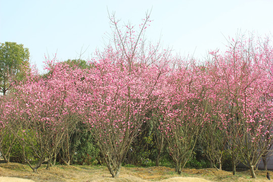 红梅树