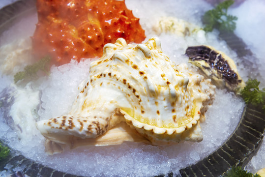 冰块中的海螺帝王蟹