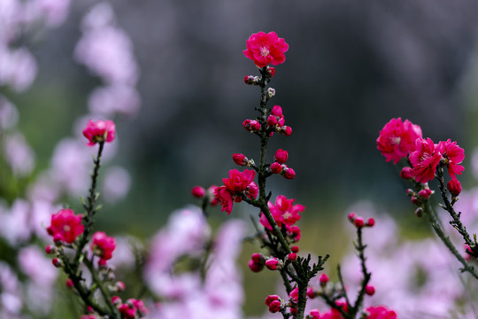 桃花满枝头