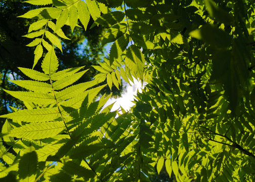 树叶叶子园林植物