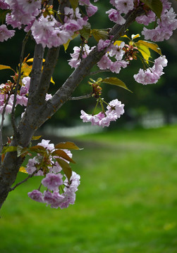 樱花