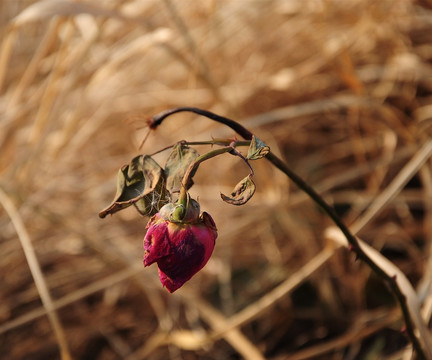 秋季残花