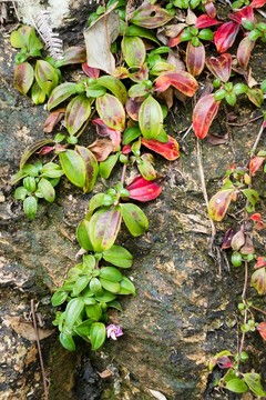 草药地菍（铺地锦）