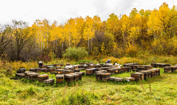秋季森林蜂农养蜂场