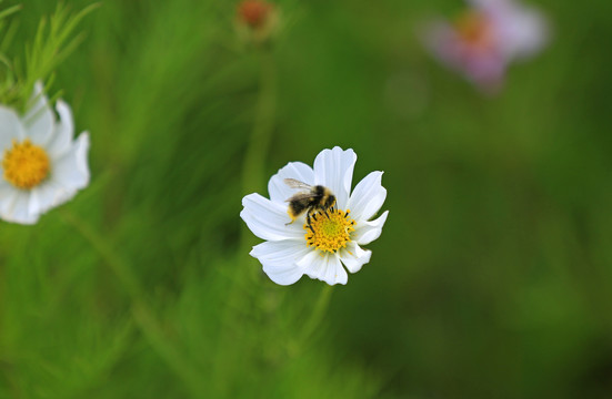 格桑花