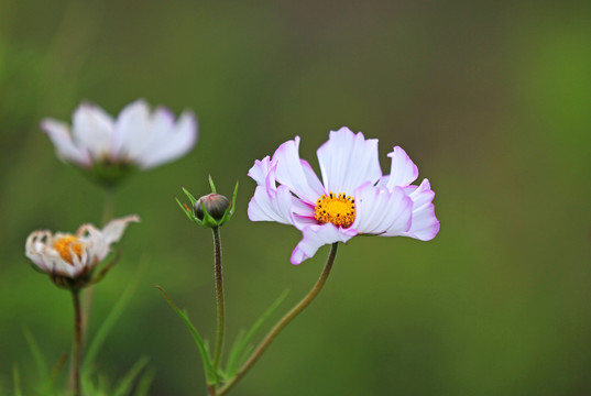 格桑花