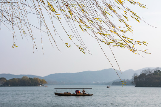 西湖柳丝