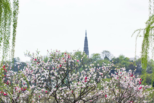 西湖桃花艳