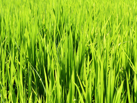 水稻绿叶