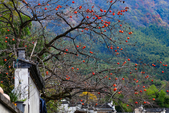 皖南山村