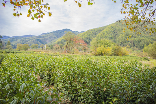 秋天的田野