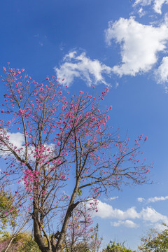 美丽的冬樱花与蓝天白云