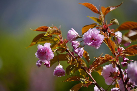 樱花