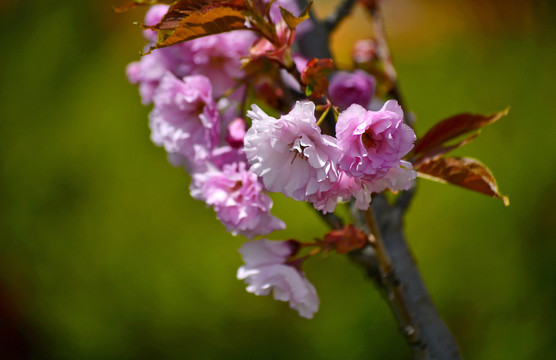 樱花