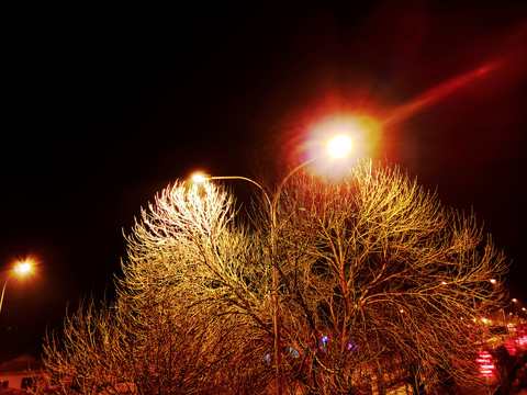 夜晚路灯映照的树冠